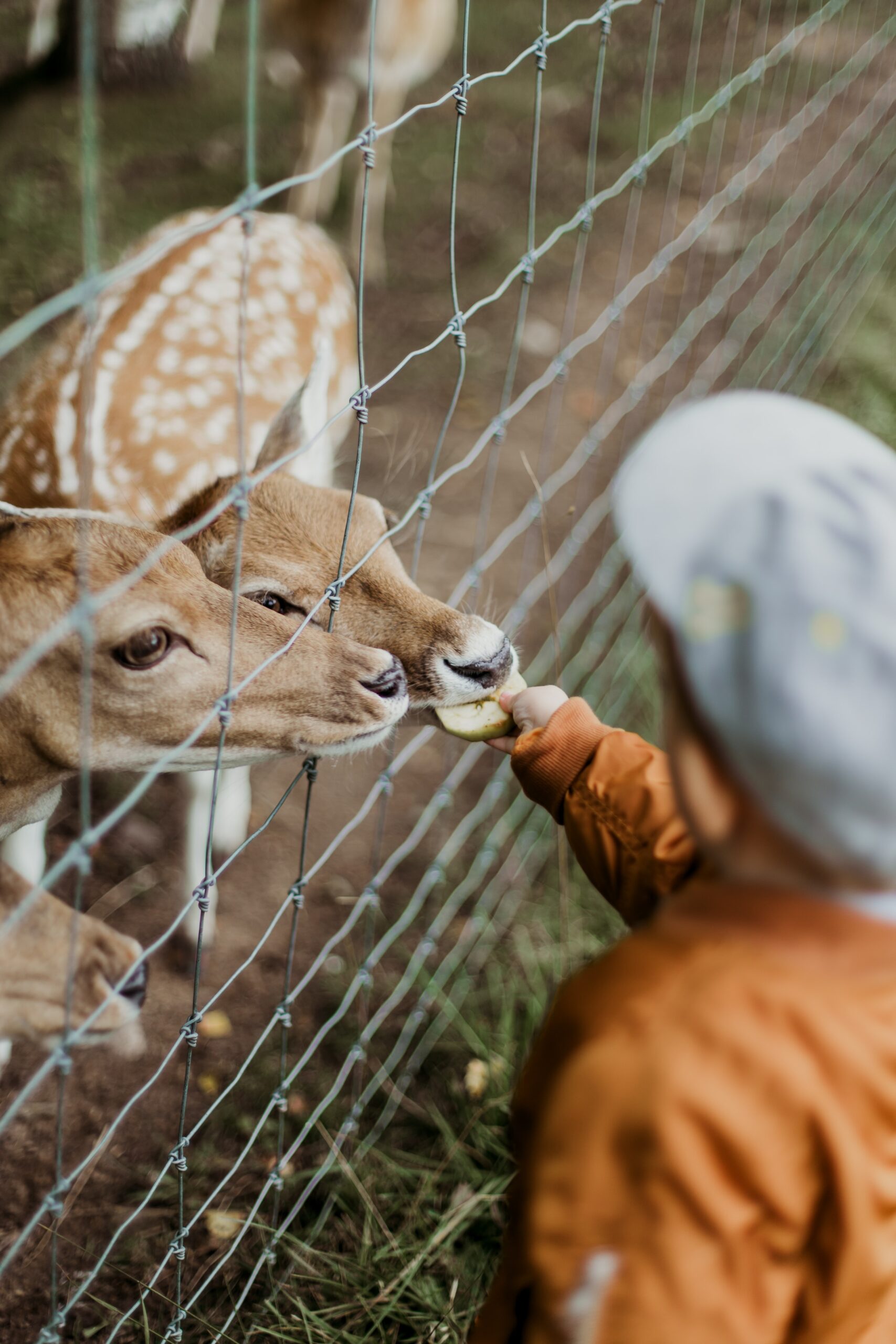 Beyond Zoochosis: Healing Our Shared Captivity