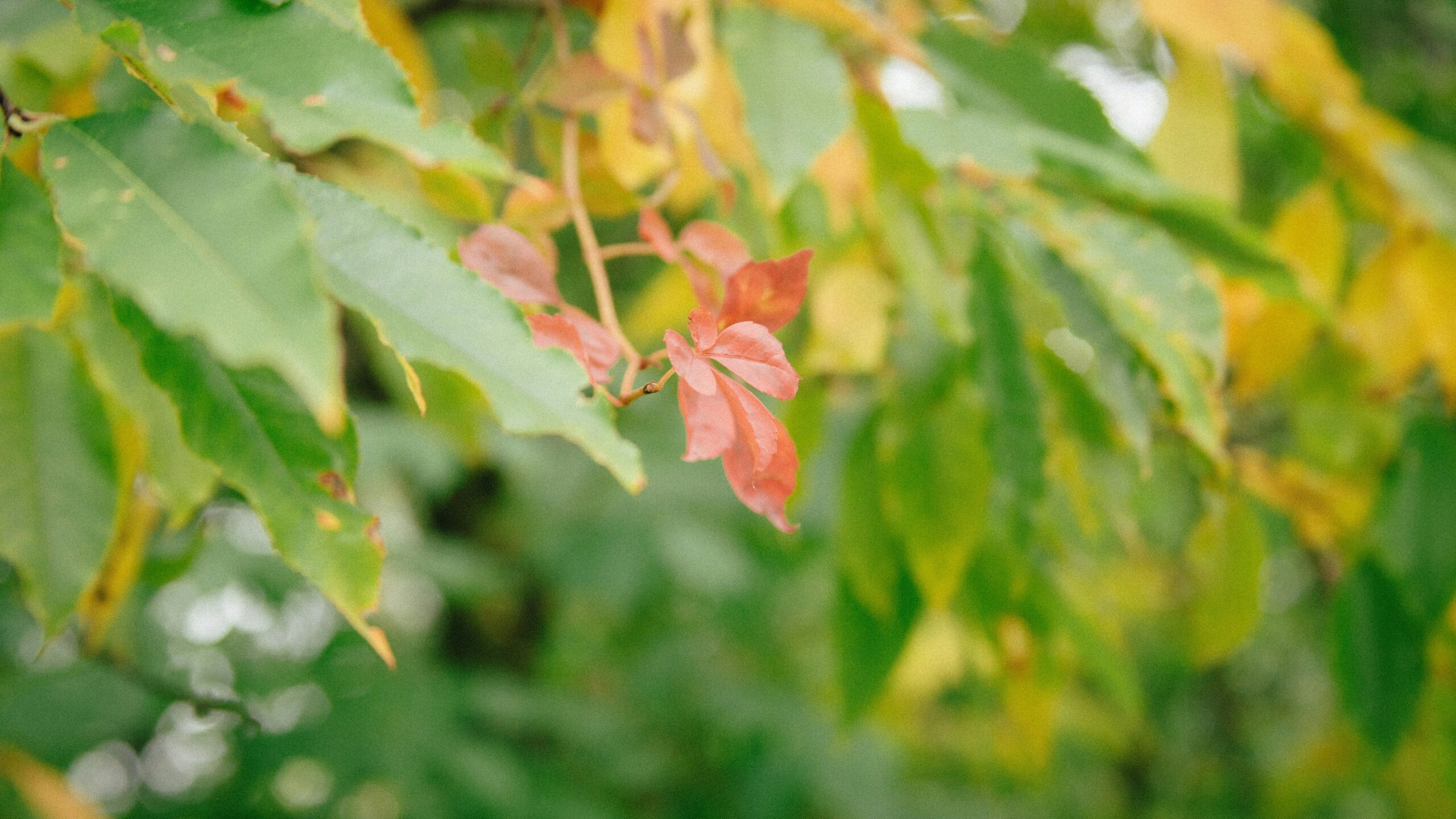 The Five Rememberances