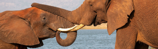 Face to Face With Elephants