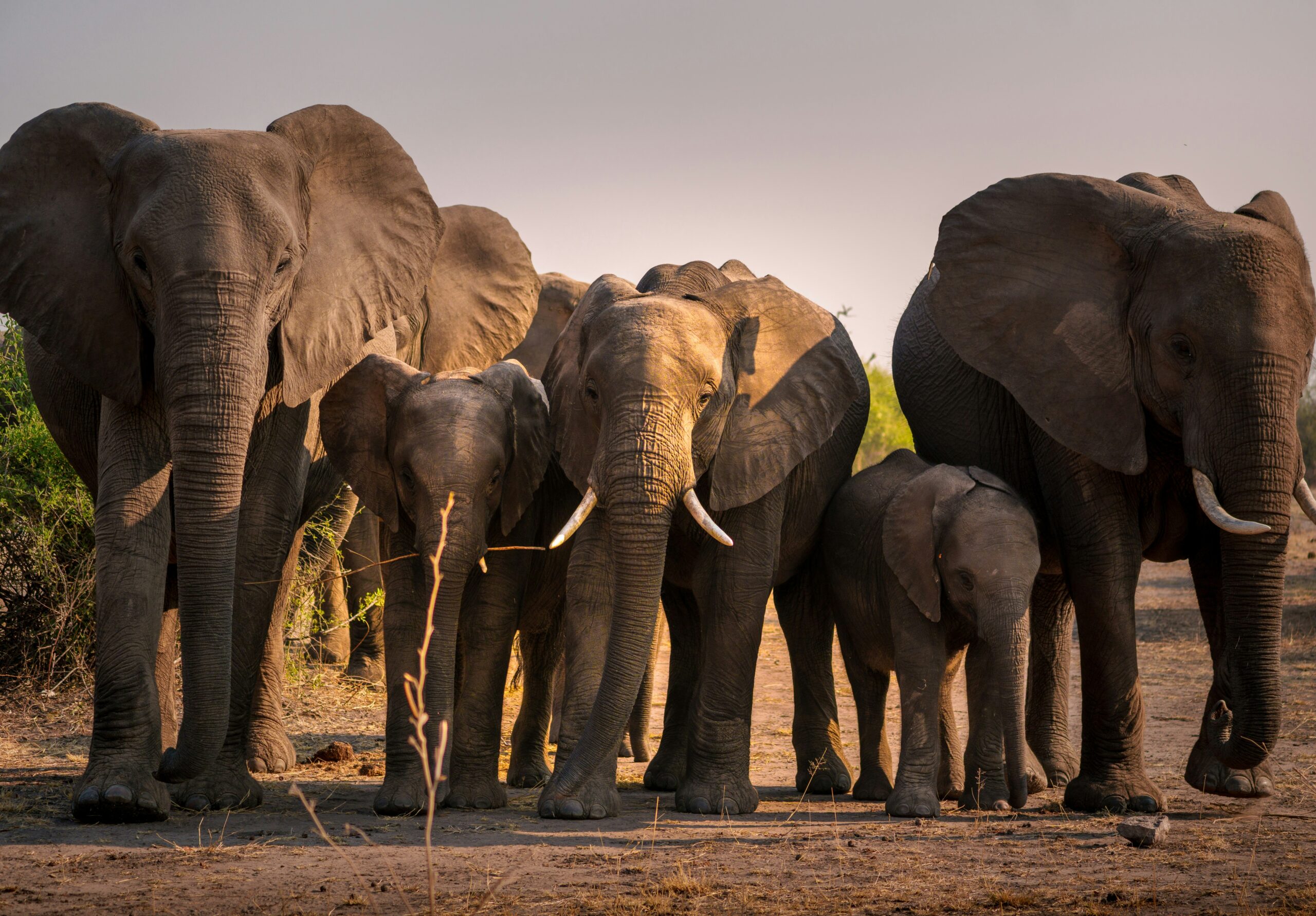 Face to Face With Elephants